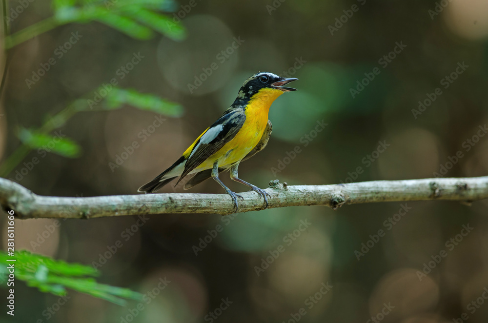 Male Yellow-rumped flycatcher (Ficedula zanthopygia) Male Yellow-rumped flycatcher (Ficedula zanthopygia)