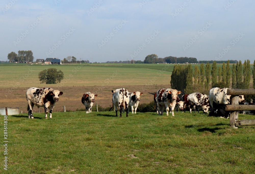 Cows in France