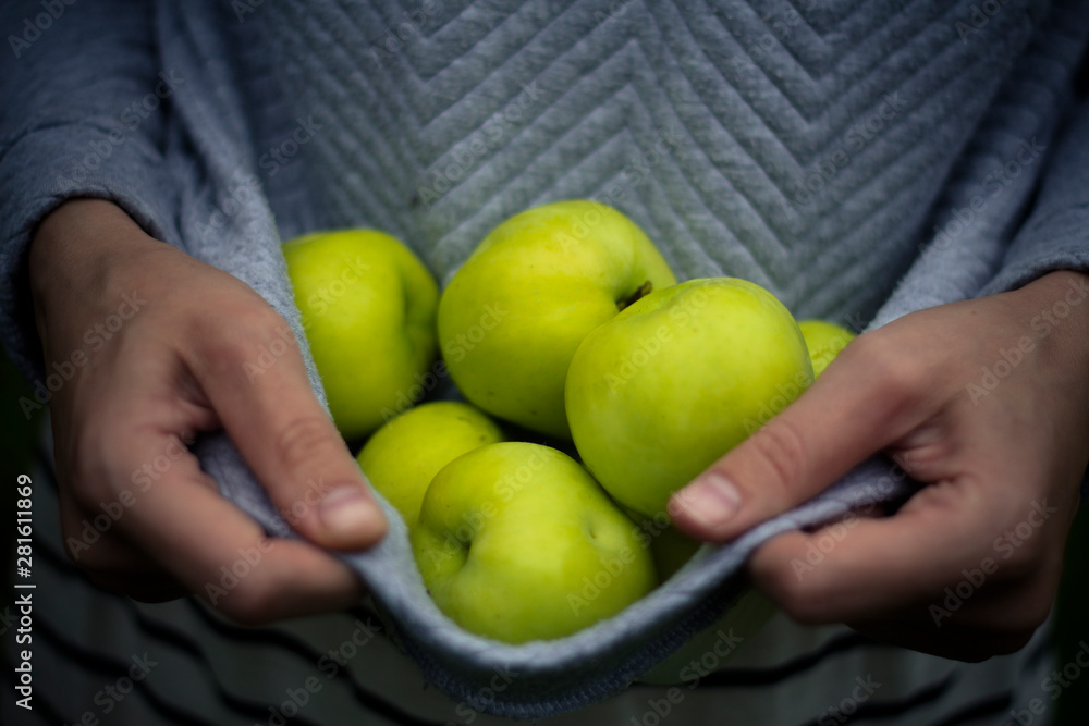 Organic fruit and vegetables. Womans hands with freshly harvested apples. Organic fruit and vegetables. Womans hands with freshly harvested apples.
