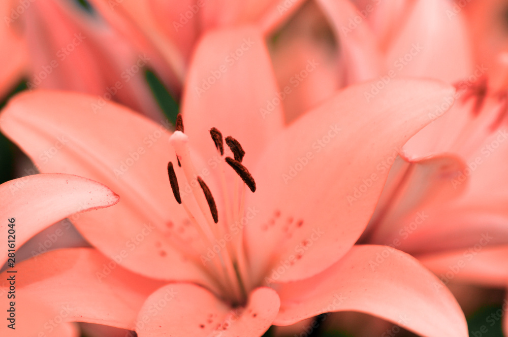Delicate pink coral Lily flowers close up in the garden in summer