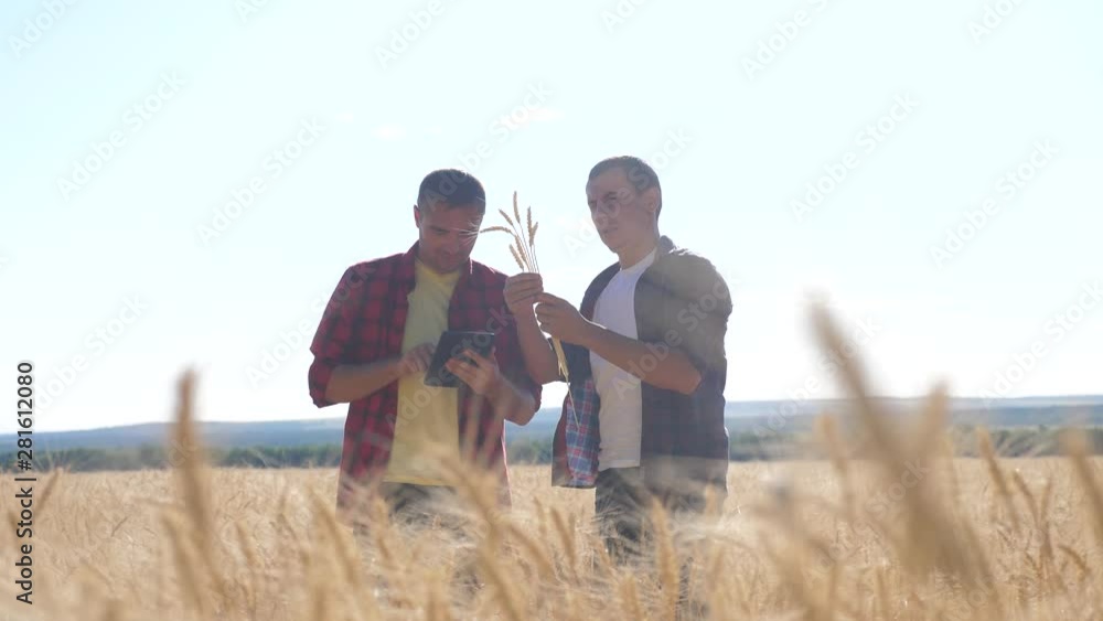 teamwork smart farming. two farmers work in a wheat field. farmers explore are studying. man with digital tablet Wheat Field summer in the field wheat bread. slow motion video. farmer Smart farming teamwork smart farming. two farmers work in a wheat field. farmers explore are studying. man with digital tablet Wheat Field summer in the field wheat bread. slow motion video. farmer Smart farming