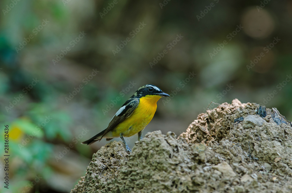 Male Yellow-rumped flycatcher (Ficedula zanthopygia)