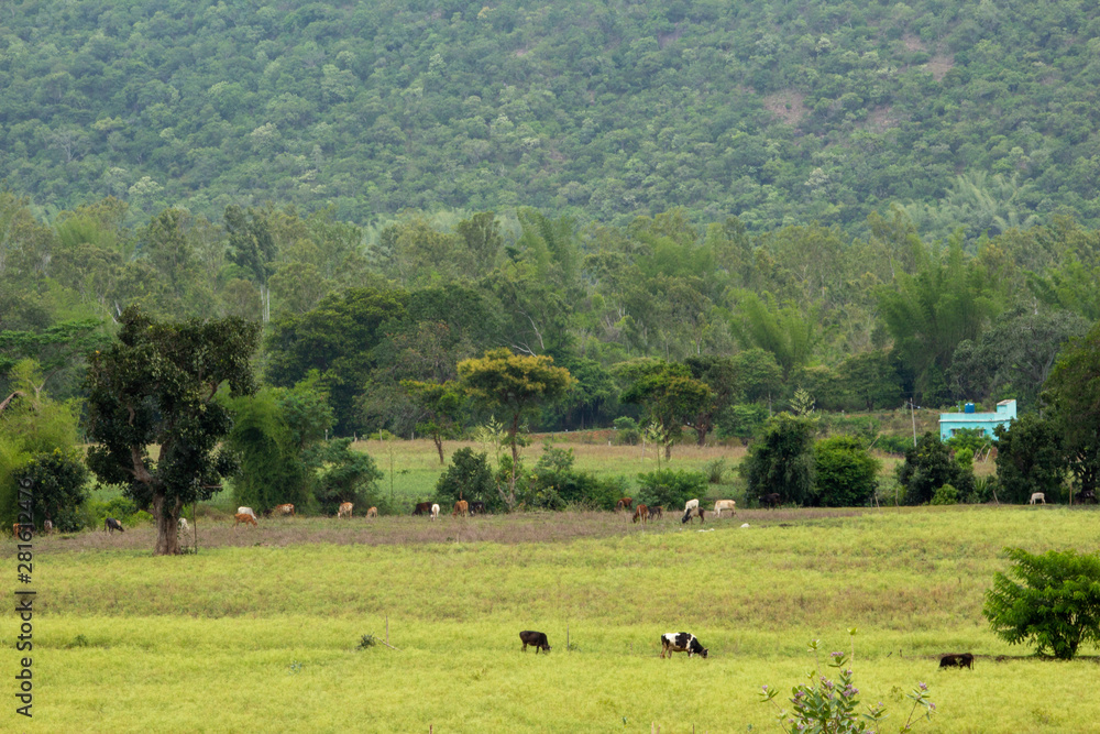 Farmland and meadows in Hasanur, Tamil Nadu, India