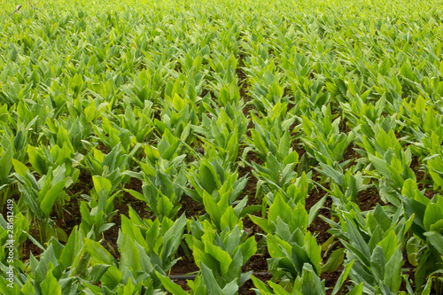 Turmeric Plantation (Curcuma longa), Hasanur, Tamil Nadu - Karnataka State border, India photo