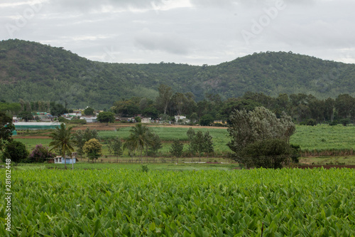 Turmeric Plantation (Curcuma longa), Hasanur, Tamil Nadu - Karnataka State border, India photo