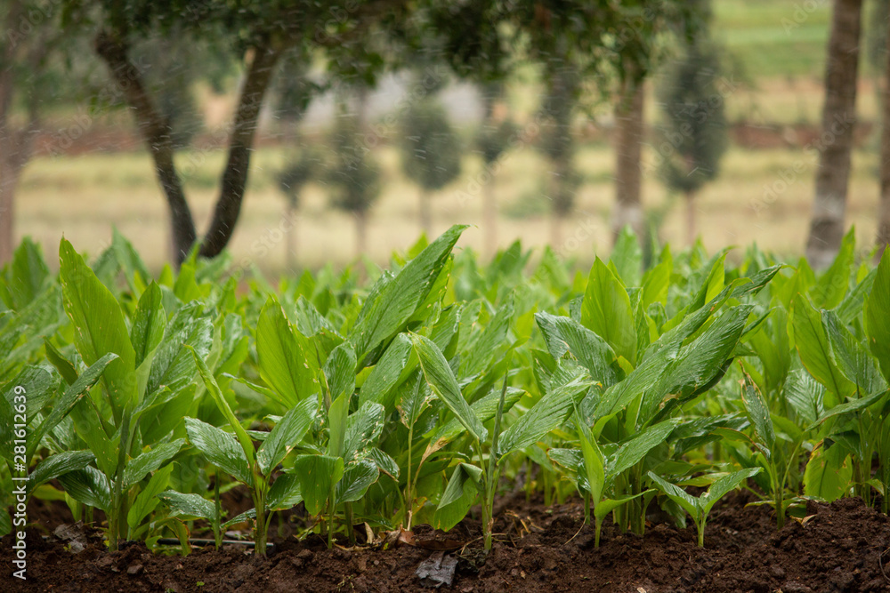 Obraz premium Turmeric Plantation (Curcuma longa), Hasanur, Tamil Nadu - Karnataka State border, India