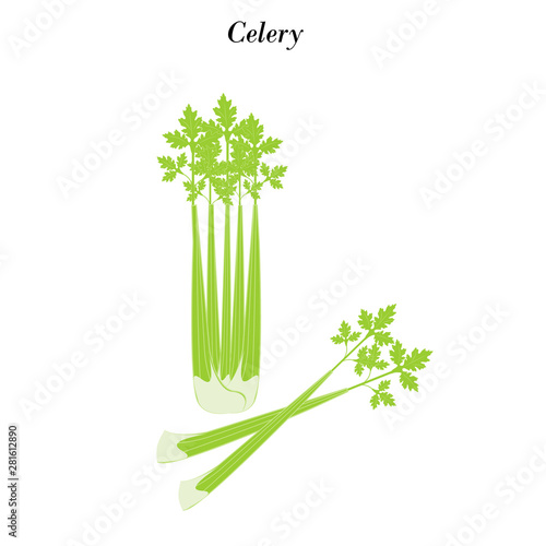 Celery vegetable illustration