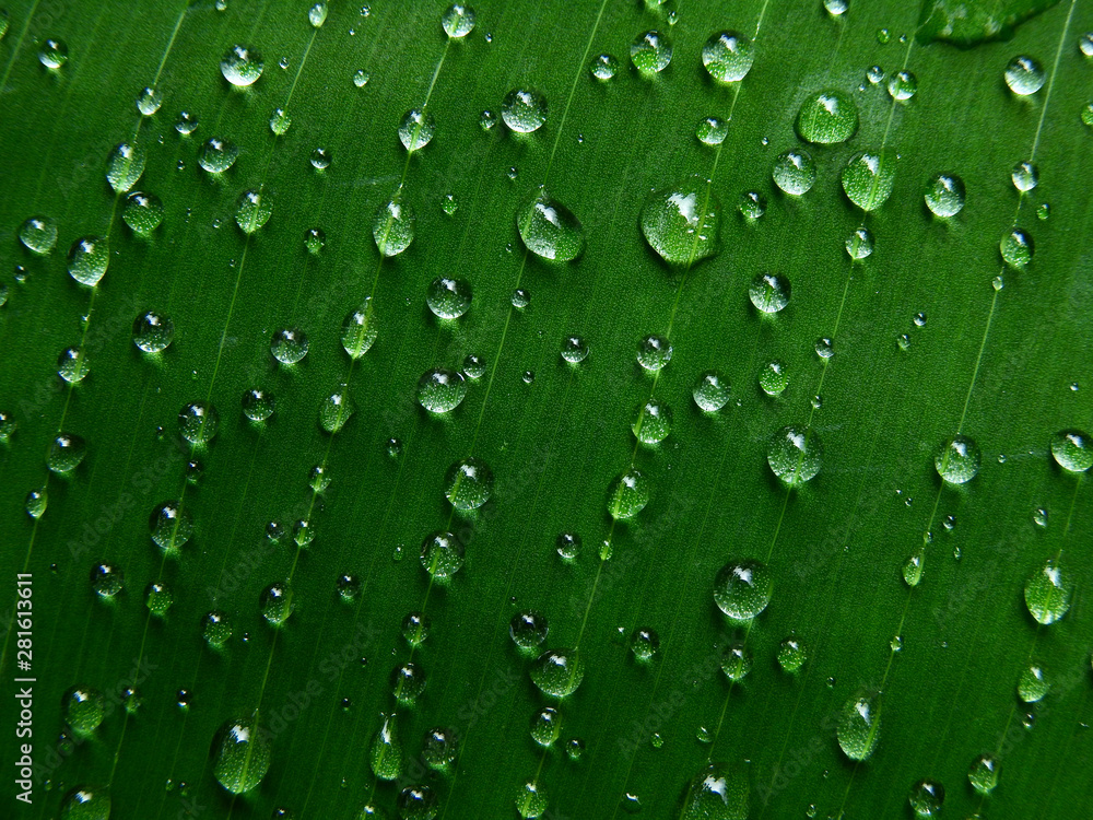 macro water droplets on banana leaf