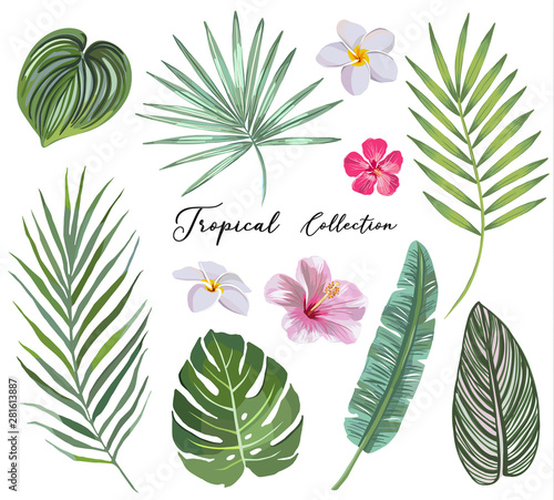 hand drawn Set of tropical leaves and flowers. vector design concept
