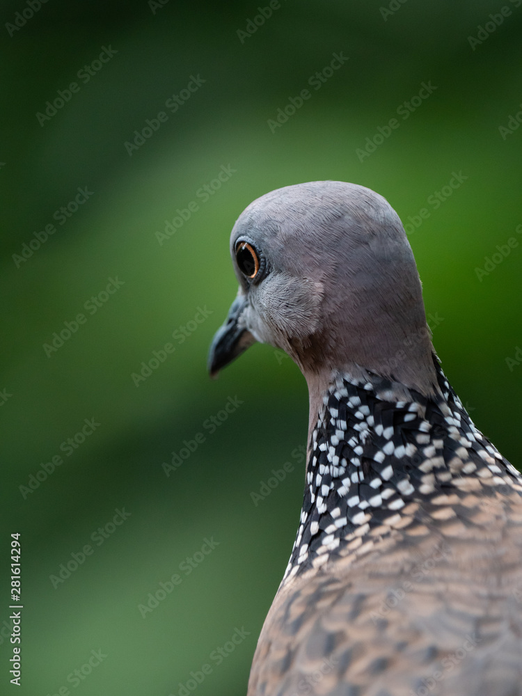 Fototapeta premium Spotted Necked Dove in Singapore