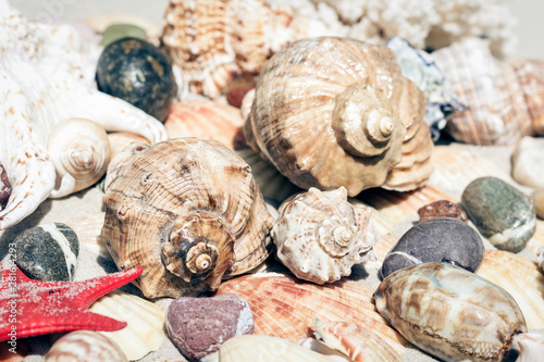 Seashells, sea stars and stones on the sand, summer beach background travel concept with copy space for text.