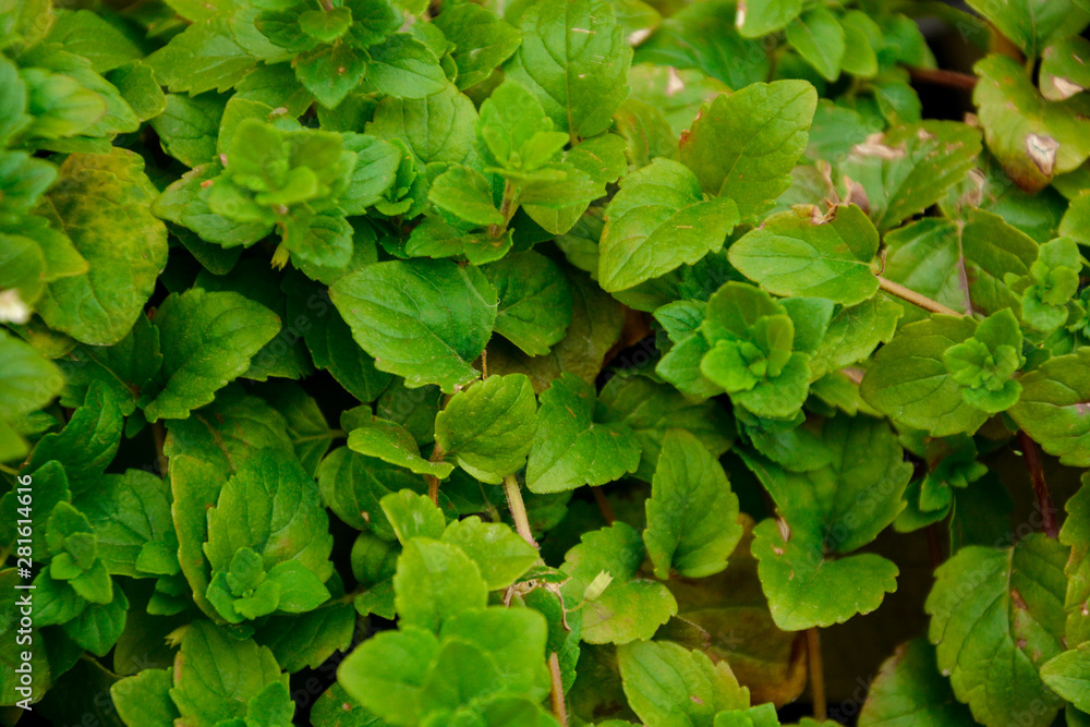 selective focus, green leaves, plant, texture background selective focus, green leaves, plant, texture background