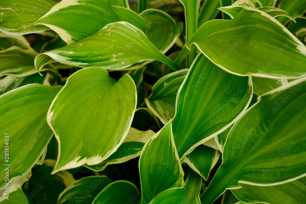 Obraz premium selective focus, green leaves, plant, texture background