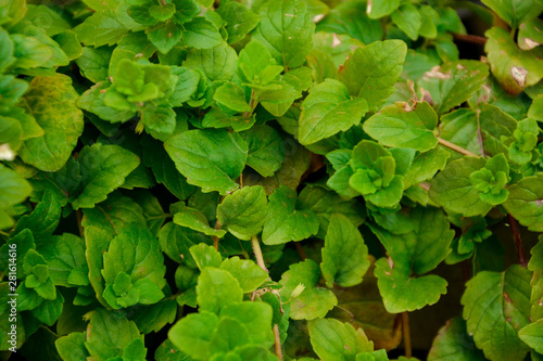 selective focus, green leaves, plant, texture background