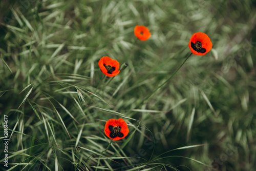 single poppy flowers that wildly grow in a wild field among the green grass as a symbol of the fallen warriors during the Second World War