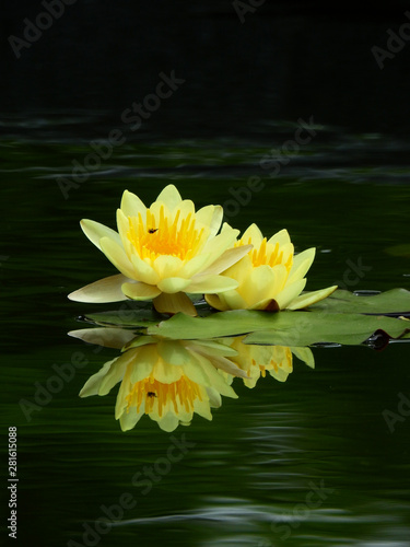 yellow lotus in the pond