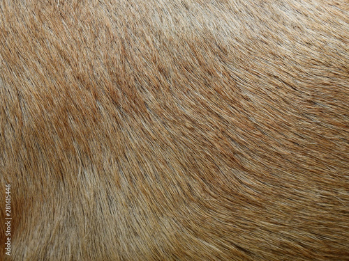 hair of goat texture