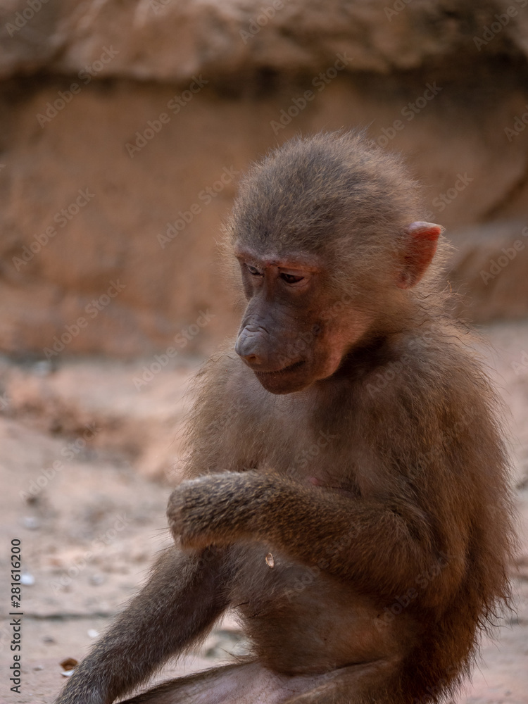 Hamadryas Baboon Old World Monkey Hamadryas Baboon Old World Monkey