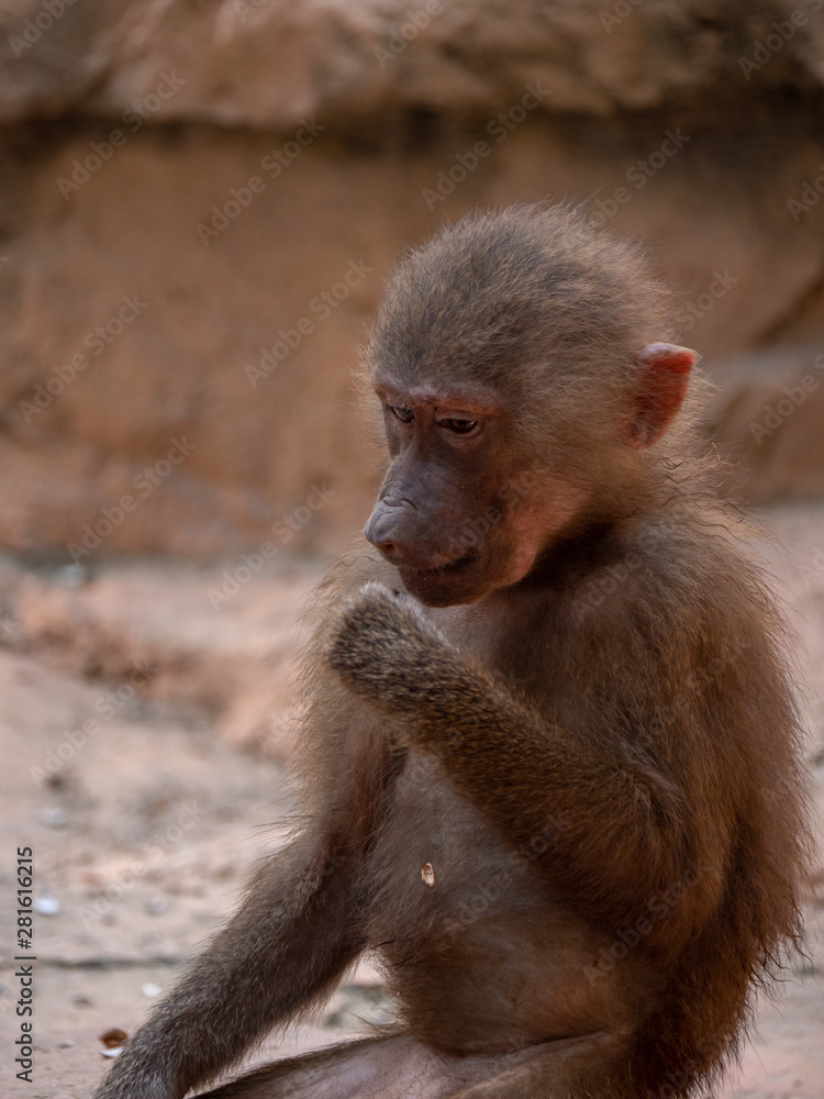Naklejka premium Hamadryas Baboon Old World Monkey