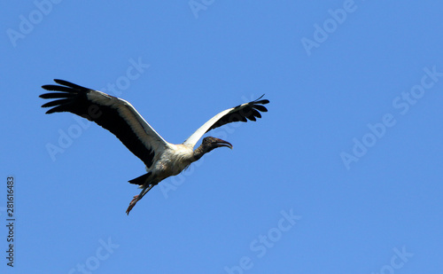 A wood stork flying against a blue sky