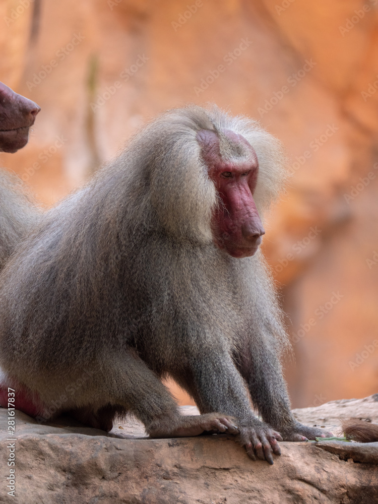 Hamadryas Baboon Old World Monkey Hamadryas Baboon Old World Monkey