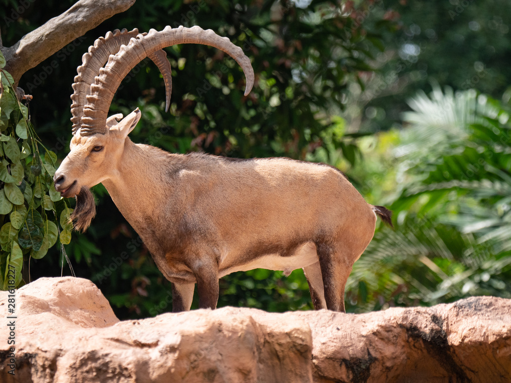 The Walia Ibex from the mountains of Ethiopia
