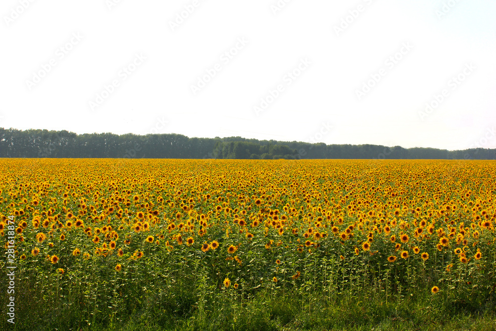 field of yellow sunflowers in sunny weather