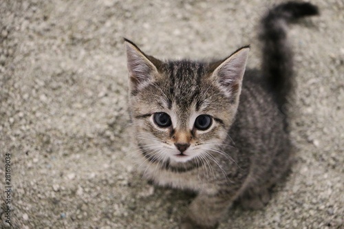 beautiful small gray kitten is sitting in the sand in the cat toilett and looking up photo