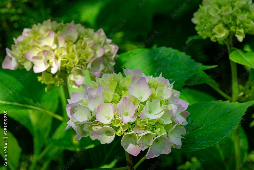 Soft selective macro focus of multicolored pink flowers hydrangea macrophylla against evergreen background. Elegant summer flower landscape, fresh wallpaper and nature background concept Soft selective macro focus of multicolored pink flowers hydrangea macrophylla against evergreen background. Elegant summer flower landscape, fresh wallpaper and nature background concept