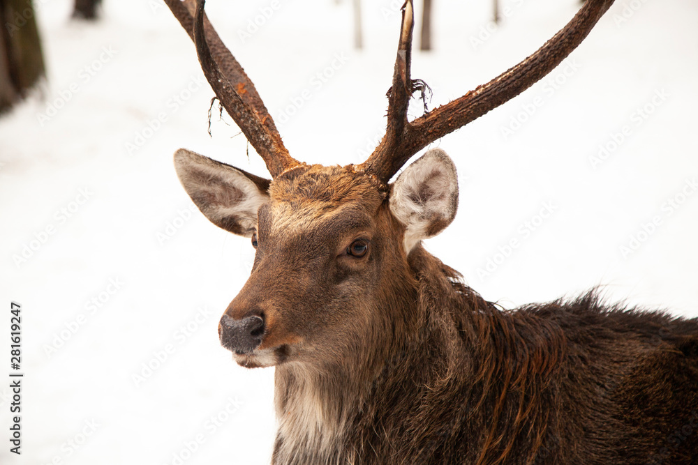 Deer in the winter woods. Farm with deer. Deer in the winter woods. Farm with deer.