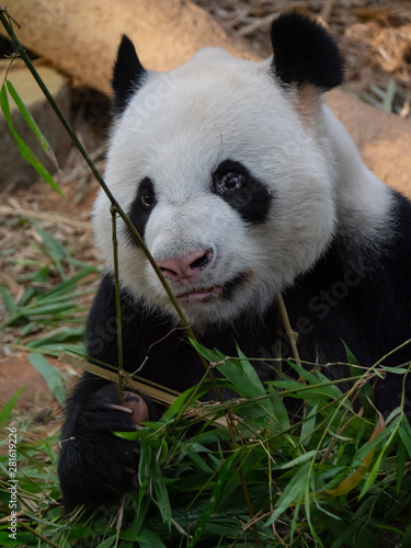  Giant Panda Bear in captivity 