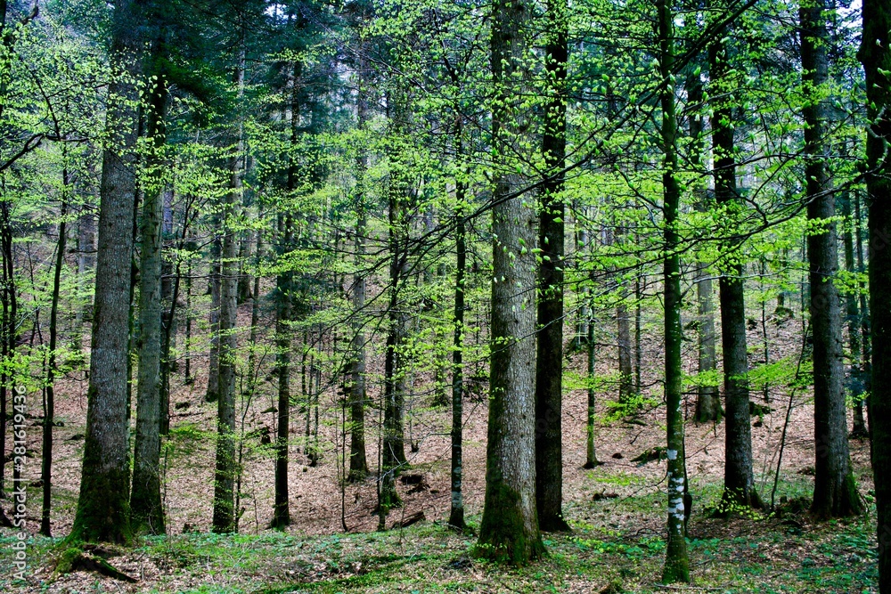Naklejka premium trees in the forest