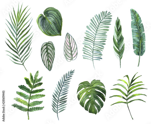 watercolor hand painted set of tropical plants leaves.