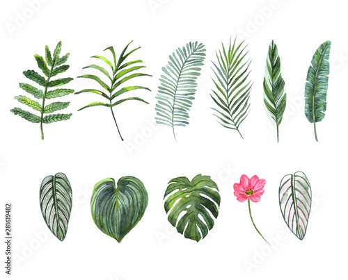 watercolor hand drawn set of tropical plants leaves.