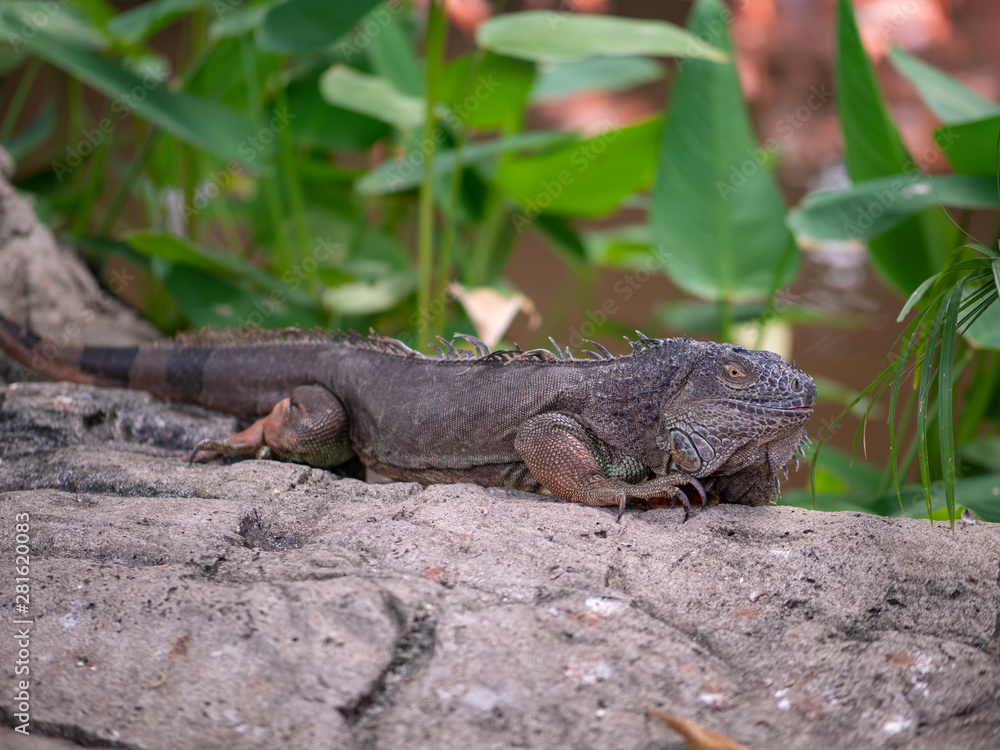 Large Green Iguana Lizard resting Large Green Iguana Lizard resting