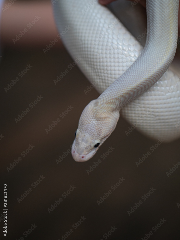 Fototapeta premium Blue Eyed Leucistic White Ball Python