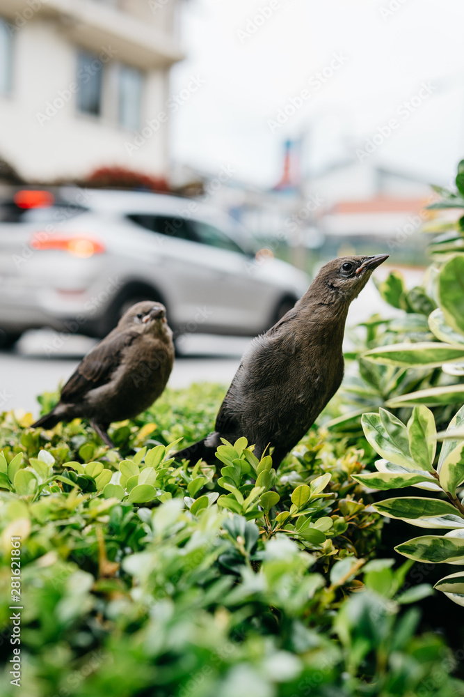 Fototapeta premium Two curious birds