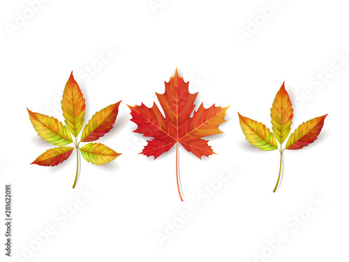 Autumn leaves isolated on white background. Vector illustration.