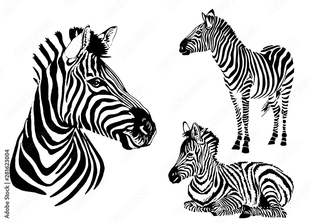 Graphical collection of zebras, white background, vector tattoo illustration,eps10