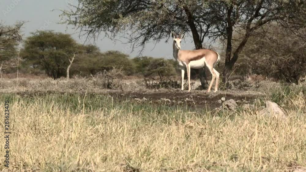 Springbok (antidorcas marsupialis ) at a waterhole, one jumping away, in low angle, groundlevel, Namibia Springbok (antidorcas marsupialis ) at a waterhole, one jumping away, in low angle, groundlevel, Namibia