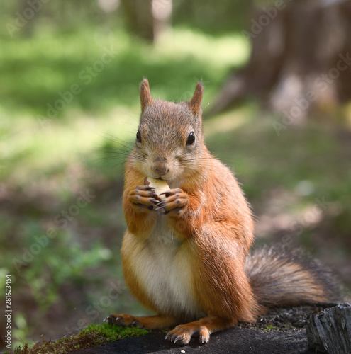 A squirrel in a park sits on a stump and eats a nut