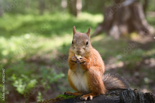 A squirrel in a park sits on a stump and eats a nut © Bera_berc