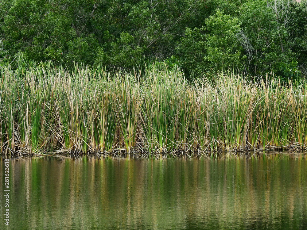 Lesser reedmace ( Bulrush,Cattail,Elephant grass,Reedmace tule ) in the pond with water reflection Lesser reedmace ( Bulrush,Cattail,Elephant grass,Reedmace tule ) in the pond with water reflection