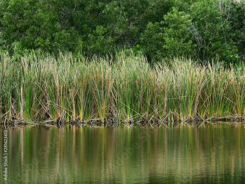 Lesser reedmace ( Bulrush,Cattail,Elephant grass,Reedmace tule ) in the pond with water reflection