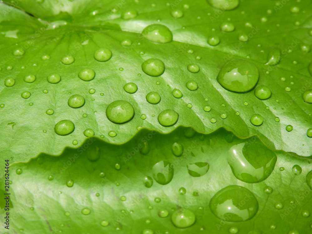water drop on green lotus leaf