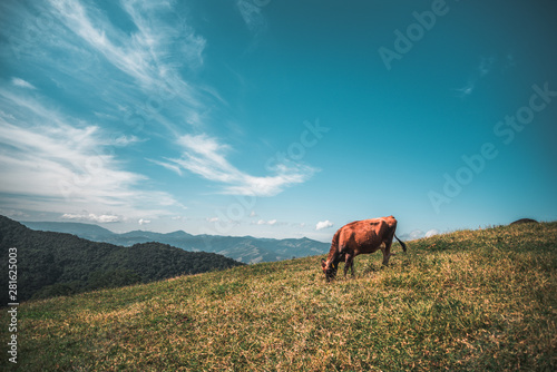Cow Grazing on Nature Green Grass Hill with Blue Sky and Clouds with Mountains Background