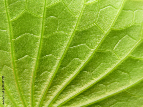 green lotus leaf texture