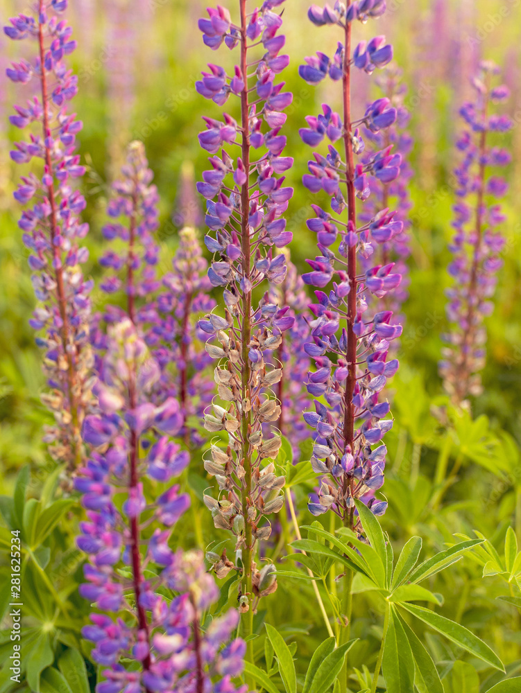 Lupins, the purple flowers in bloom Lupins, the purple flowers in bloom