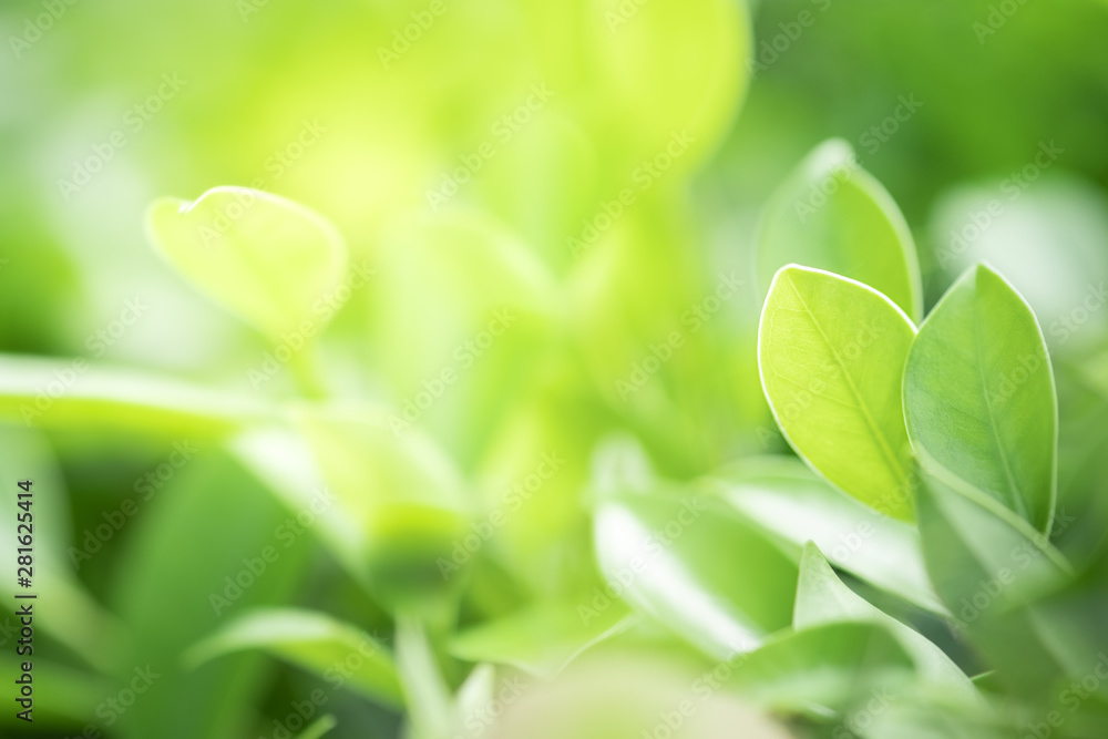 Closeup beautiful view of nature green leaf on greenery blurred background with sunlight and copy space. It is use for natural ecology summer background and fresh wallpaper concept. Closeup beautiful view of nature green leaf on greenery blurred background with sunlight and copy space. It is use for natural ecology summer background and fresh wallpaper concept.