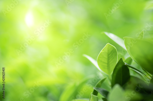 Closeup beautiful view of nature green leaf on greenery blurred background with sunlight and copy space. It is use for natural ecology summer background and fresh wallpaper concept.